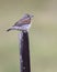 Male Dickcissel perched on a fence post