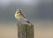 Male Dickcissel perched on a fence post