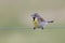 Male Dickcissel perched on a fence wire