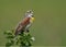 Male Dickcissel singing