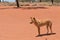 Male dingo in Red Centre, Australia
