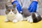 a male doctor examinating a cat with stethoscope and the cat looking at the camera