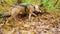 Male dog American Staffordshire terrier peeing in autumn forest