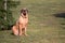 Male of dog breed Fila Brasileiro, Brazilian Mastiff in park