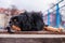 Male dog hovawart gold and black resting with a background of blue railings