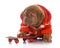 Male dogue de bordeaux puppy