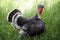 Male domestic turkey