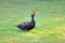 Male Domesticated Muscovy Duck