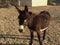 Male Donkey waiting to be fed in drought conditions