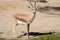 Male of dorcas gazelle in a daylight