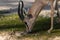 Male of dorcas gazelle in a daylight