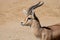 Male of dorcas gazelle in a daylight