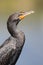 Male Double-crested Cormorant