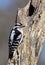 Male Downey Woodpecker (Picoides pubescens)