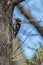 Male Downy Woodpecker clinging to tree