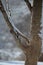 A Male Downy Woodpecker on a Maple Tree Branch in Winter