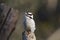 Male Downy Woodpecker perched on stump