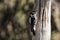 Male Downy Woodpecker Picoides pubescens