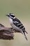 Male Downy Woodpecker (picoides pubescens)