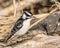 A male downy woodpecker walking in a forest.