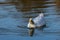 Male drake heavy white Pekin Duck also known as Aylesbury or Long Island Duck swimming on a still calm lake with reflection,