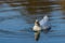 Male drake heavy white Pekin Duck also known as Aylesbury or Long Island Duck swimming on a still calm lake with reflection,