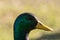 A male Drake Mallard dabbling duck, Anas platyrhynchos closeup and in profile, with a bokeh background