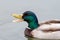 Male Drake Mallard Duck