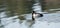 Male drake Ring-necked duck Aythya collaris in spring.