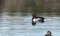 Male drake Ring-necked duck Aythya collaris in spring.