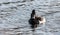 Male drake Ring-necked duck Aythya collaris in spring.