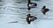 Male drake Ring-necked ducks Aythya collaris in spring.