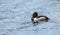 Male drake Ring-necked ducks Aythya collaris in spring.