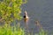 A male duck drake with a blue-green neck cleans feathers while standing on a half-flooded tree.