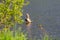 A male duck drake with a blue-green neck cleans feathers while standing on a half-flooded tree.