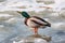 Male duck drinks water on the lake surface