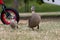 Male duck and its duckling