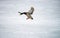 Male duck landing on ice lake winter survive wild
