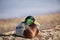 A male duck rests on the sandy shore of a lake.