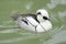 Male duck smew