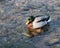 Male duck swimming