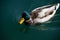 Male duck swims in a lake in sunshine