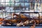 A male Dungeness crab climbs over another in a crab trap sitting on a dock