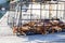 A male Dungeness crab in a trap on a wharf