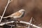 Male Dunnock