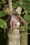 Male dwarf epauletted fruit bat (Micropteropus pussilus) hanging in a tree.