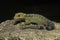 Male dwarf gecko, Cnemaspis sp, Gekkonidae at Wildlife sanctuary in Kerala, India