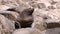 Male eared seal on stones of rock on coast of Sea of Okhotsk.