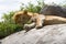 Male East African lion on a rock