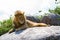 Male East African lion on a rock